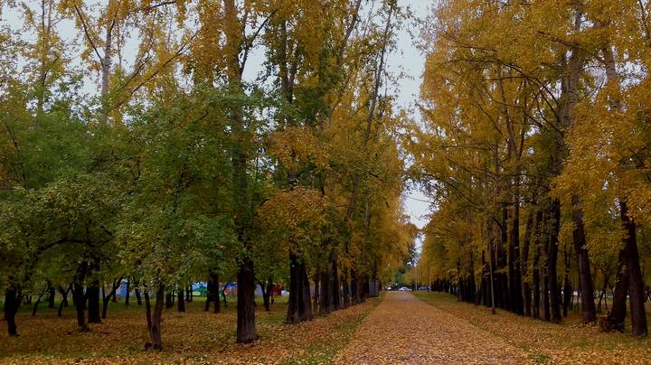 Краски осени .
