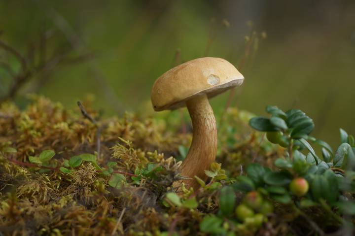 Грибная серия
