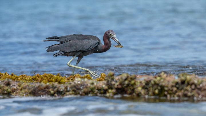 Little Blue Heron