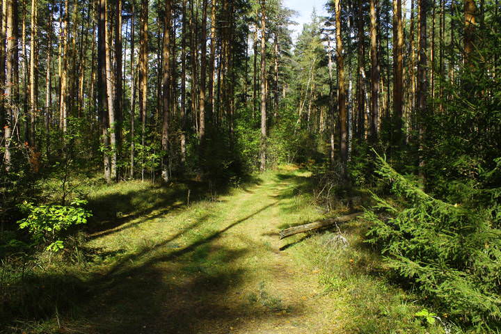 В окрестностях села Леоново (Владимирская область/Петушинский район)