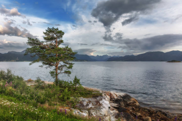 Дерево, море и облака.