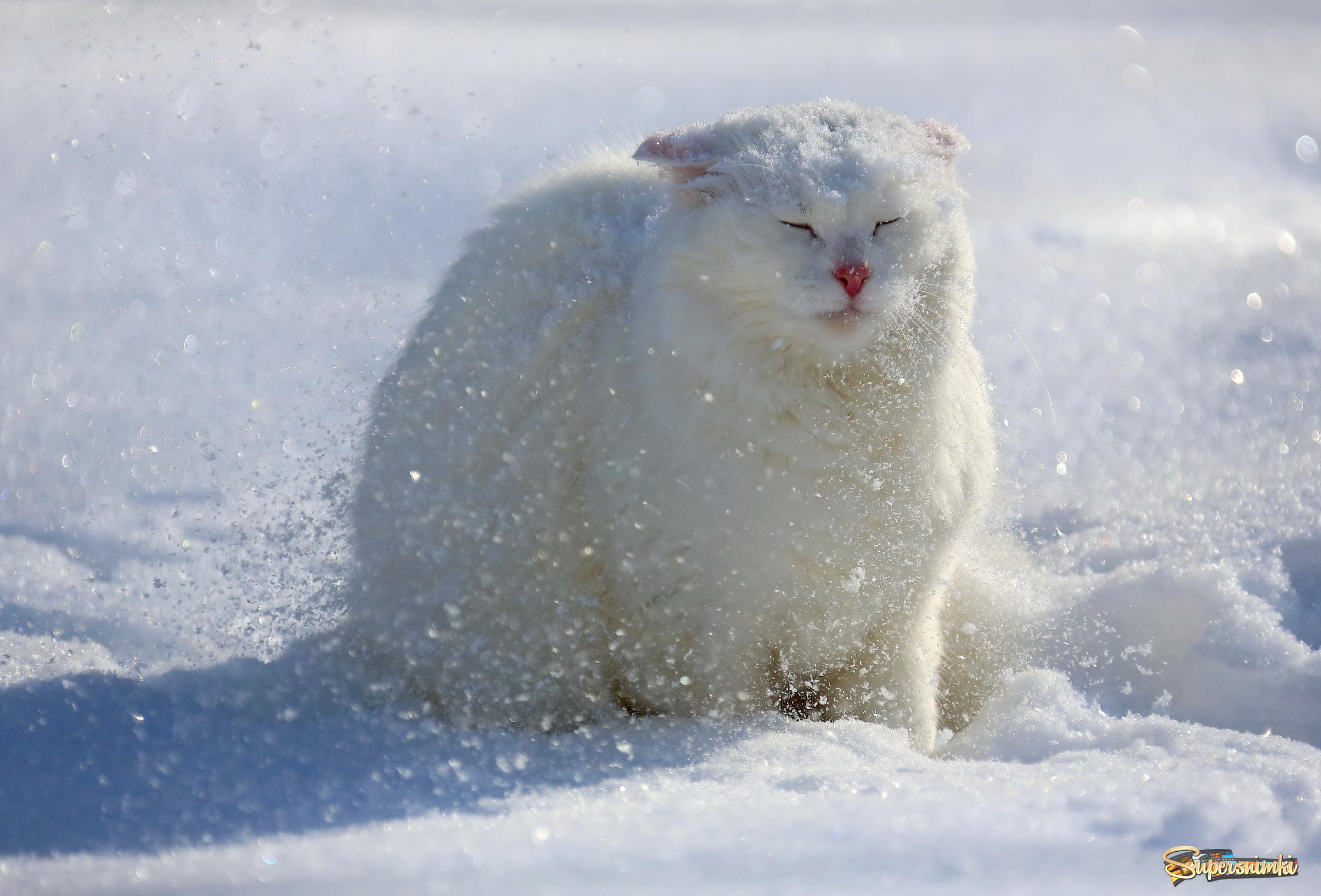 Снежки белые пушистые. Кот в снегу. Пушистый снег. Кошки зимой. Пушистый кот в снегу.