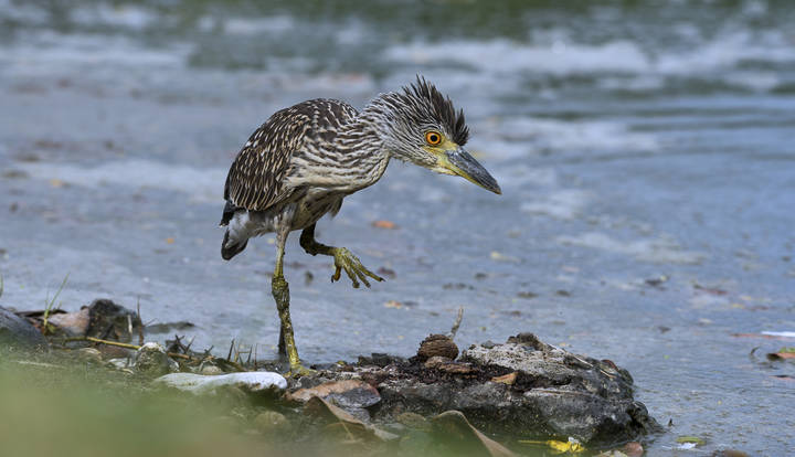 Yellow-crowned Night-Heron ( juvenile)