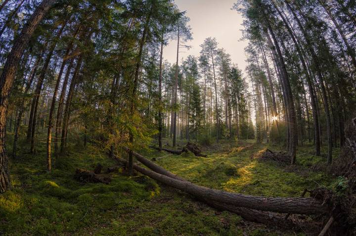 Утро в осеннем лесу