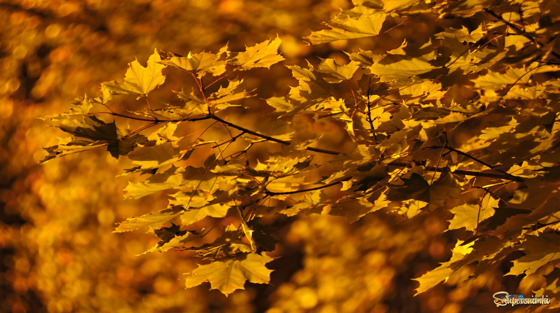 Осень на листьях. 
