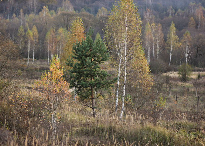 Среди берёз.