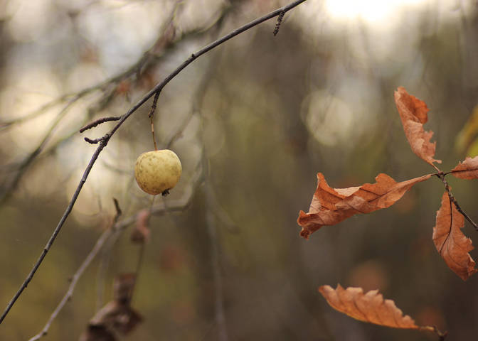 Яблоко лесное.