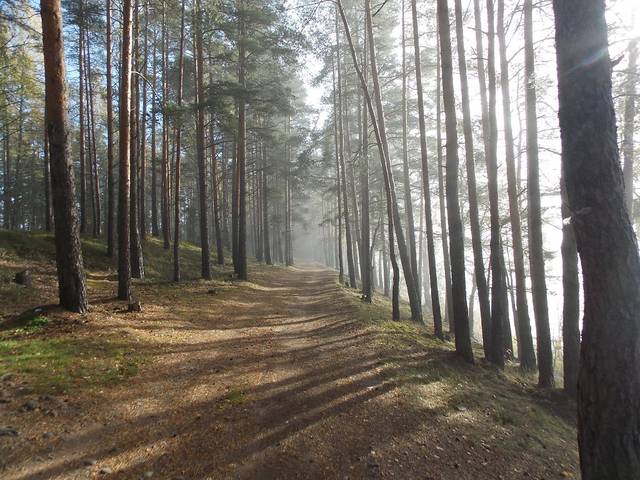 Лесная дорога