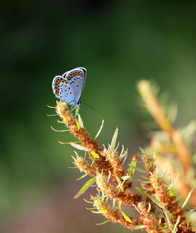 butterfly 2