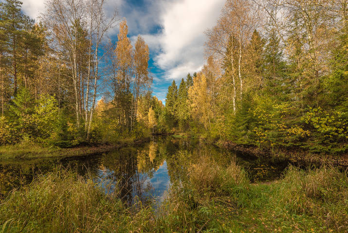 Золотая осень