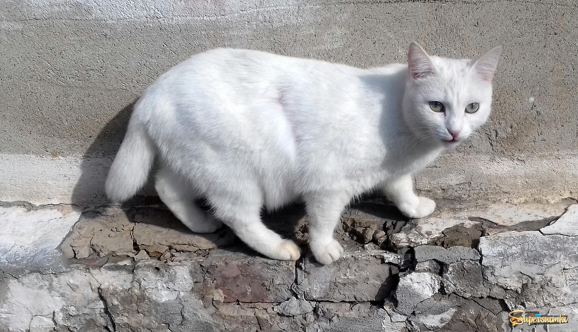 Белый кот , короткий хвост .