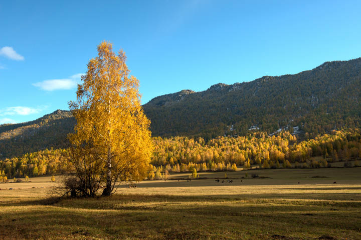 Алтайская осень