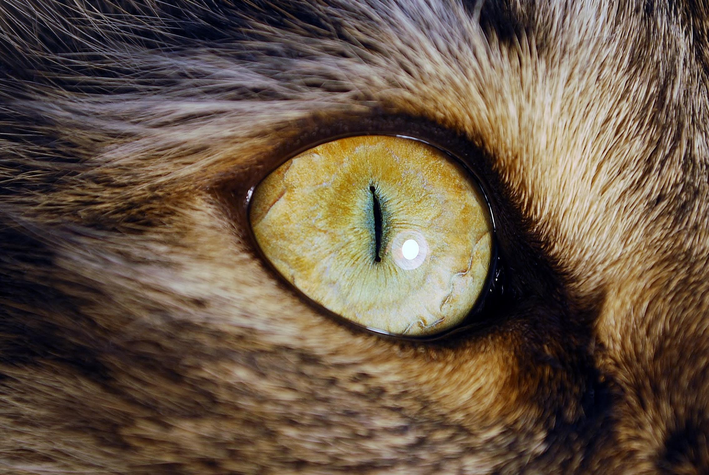 Кошачий глаз.