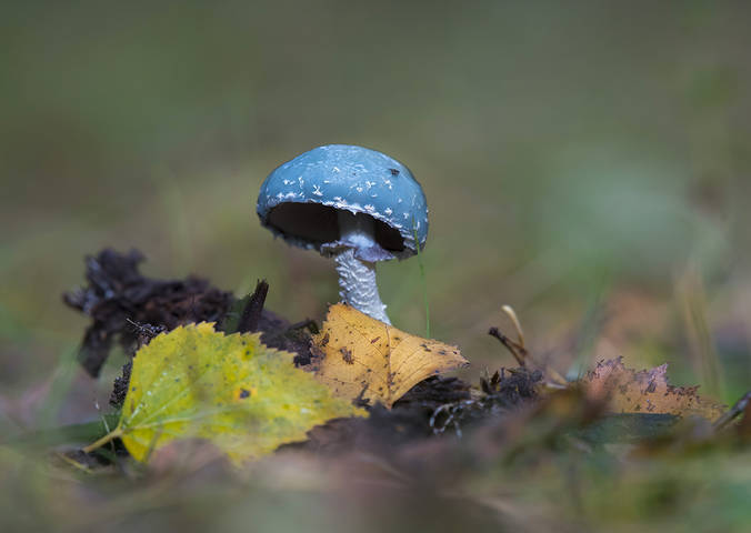 Строфария сине-зелёная.(Stropharia aeruginosa)
