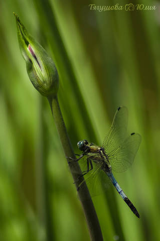 Стрекоза решетчатая (Orthetrum cancellatum) самец