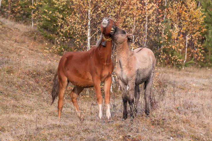 Семейная сценка
