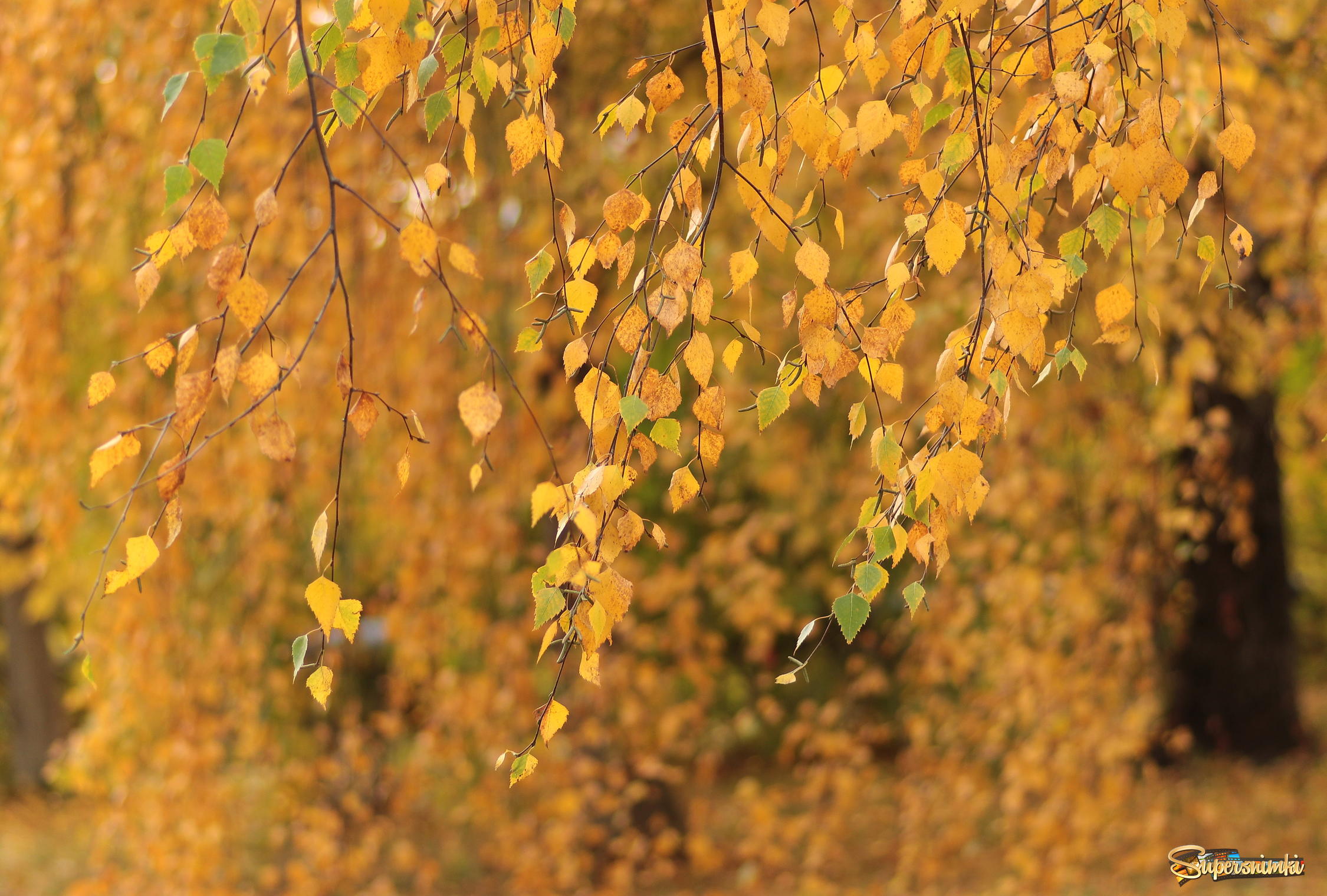 Березка пожелтела. Береза повислая осень. Береза повислая осенью. Береза повислая желтый лист. Березка повислая лист осенью.