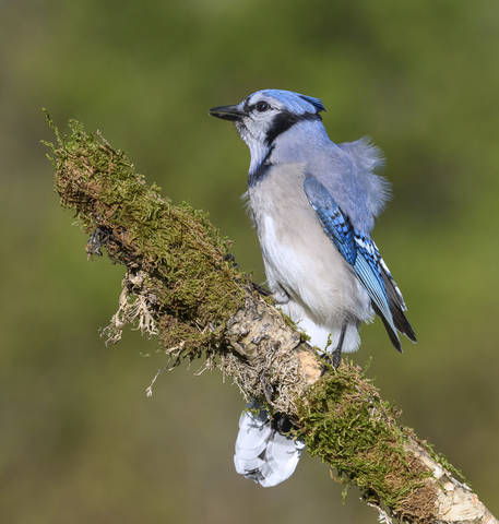 Blue Jay