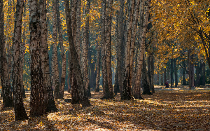 Воздух осеннего утра
