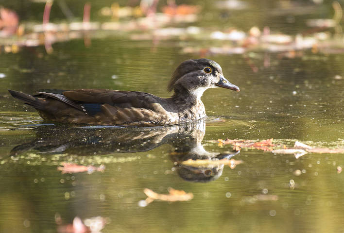 Wood duck (female)