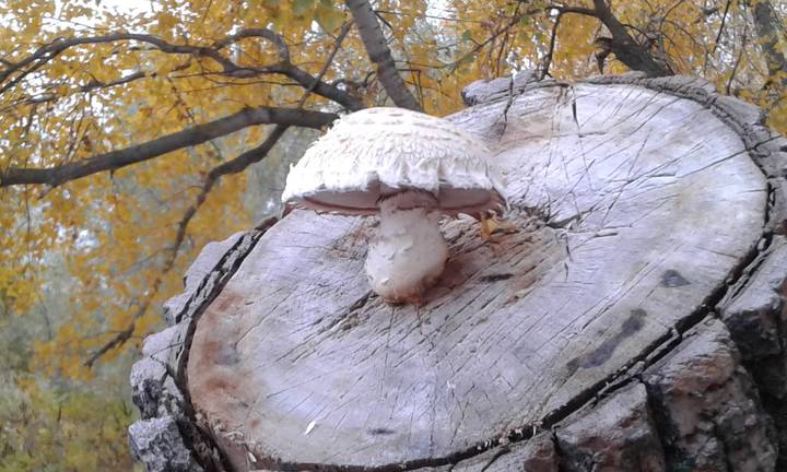 Осенний гриб