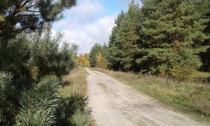 Лесная дорога