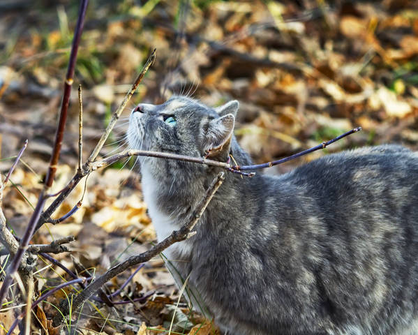 Осенний котег