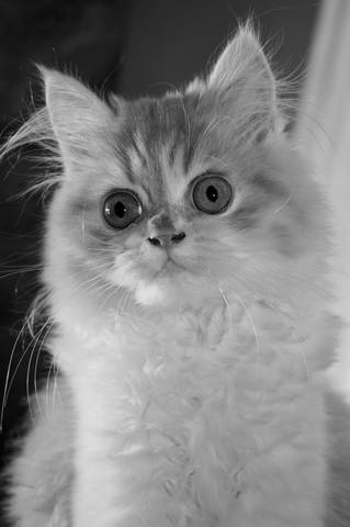 КотоСеня