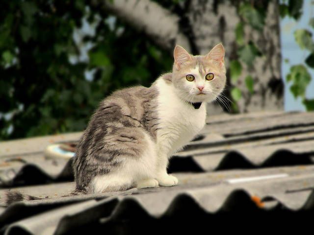 Соседская Кошечка)