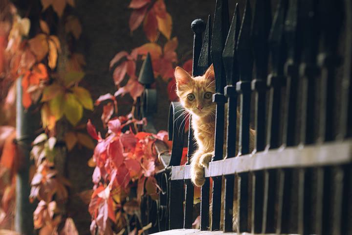 Осенний котЭ