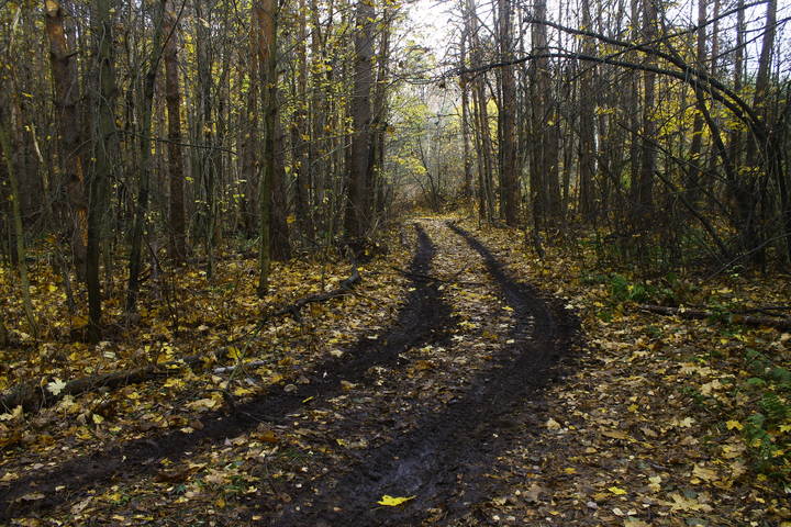 Осенний лес в Подмосковье