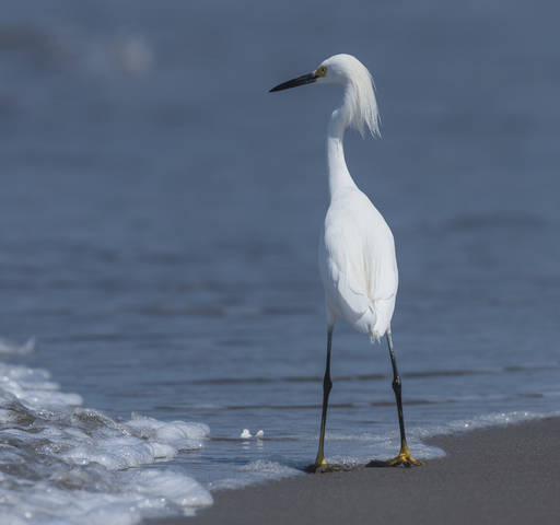 Snowy egret 