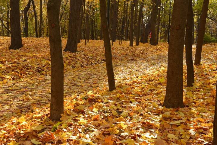 Осень в Нескучном саду