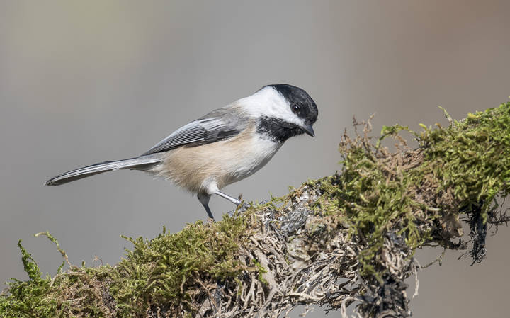 Black-capped Chickadee