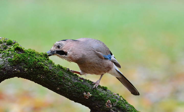Сойка.