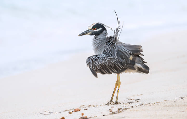 Yellow-crowned Night-Heron