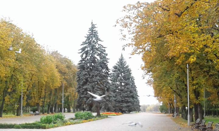 Просто   осень