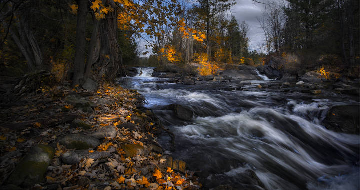 Transparent Autumn