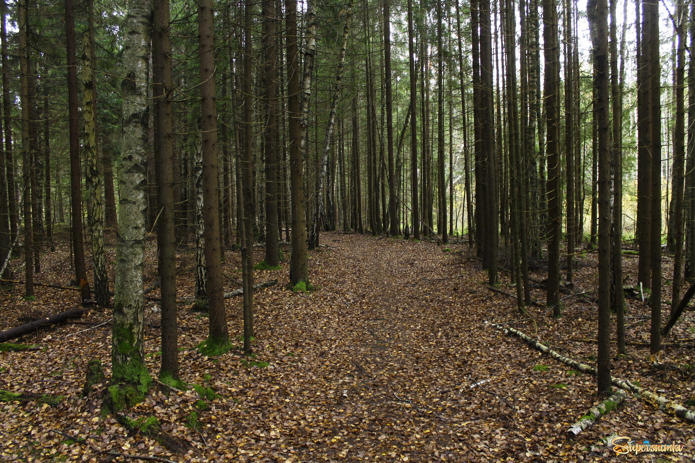 Осенний лес в окрестностях пл "43 км"(Горьковское направление)