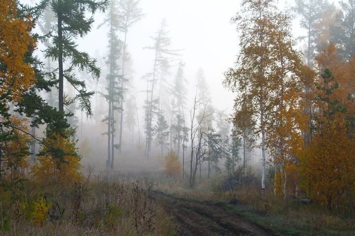 Осенний туман