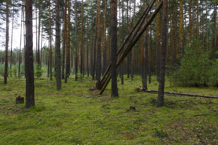 В окрестностях села Леоново (Владимирская область/Петушинский район)