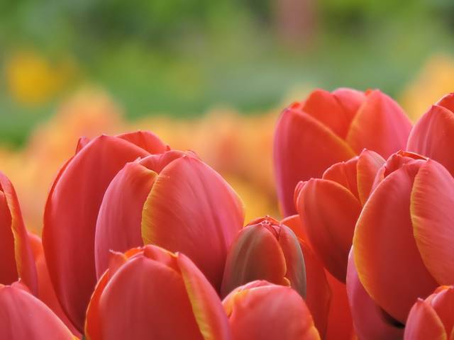 Tulips