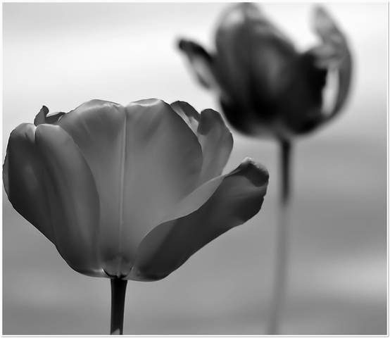 Flower Soul