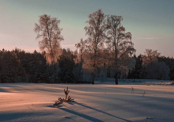 Зимним утром