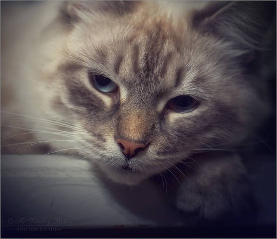 Кошачьи думы