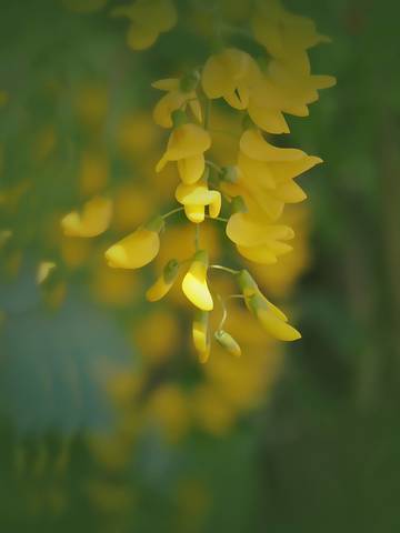 Summer Light