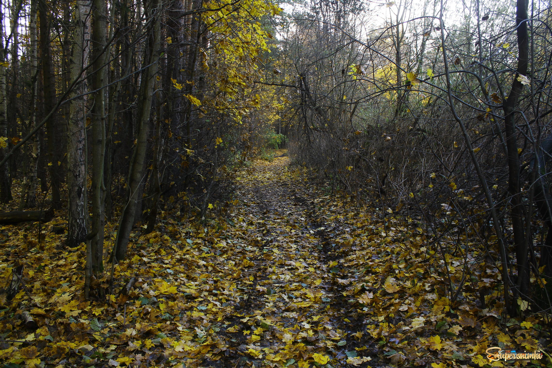 Осенний лес в Подмосковье