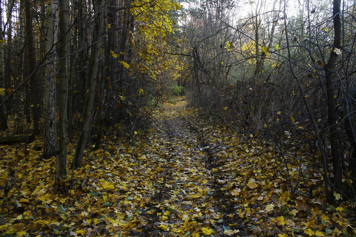 Осенний лес в Подмосковье