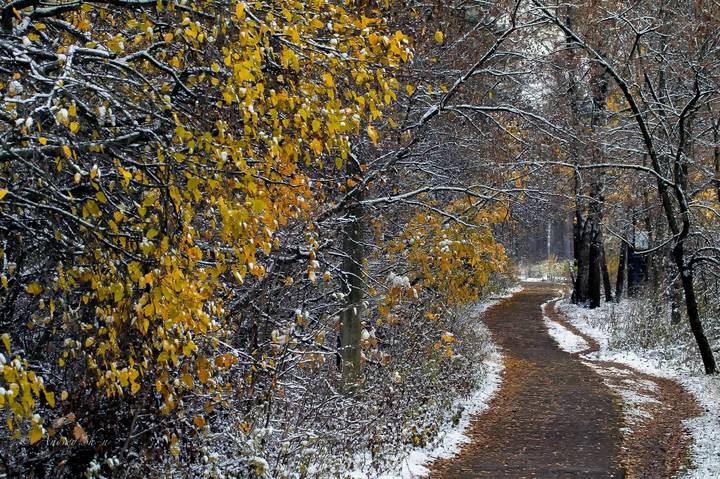 Лесов таинственная Осень 