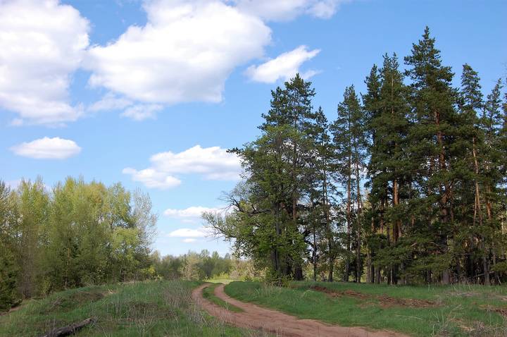 Бузулукский  бор 